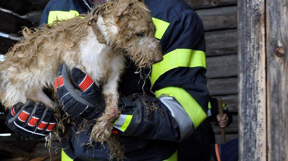 Sieben Mann der Feuerwehr befreiten den kleinen Hund aus seiner misslichen Lage