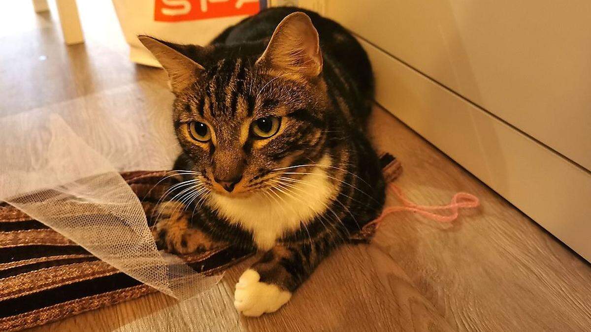 War wochenlang vermisst: Kater Pauli aus der Steiermark