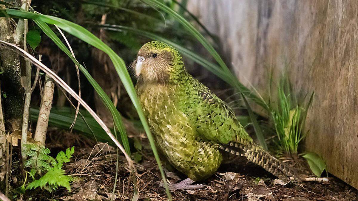 Kakapos sind die größten, fettesten und flugunfähigsten Papageien der Welt