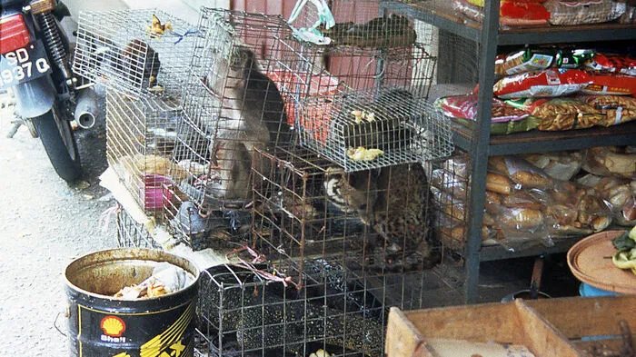 Illegaler Wildtierhandel
