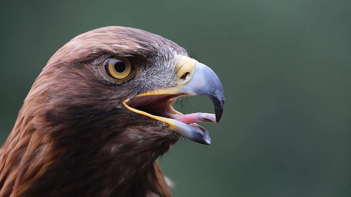 Geschützte Tiere wie der Steinadler sind in der Wildniszone zuhause