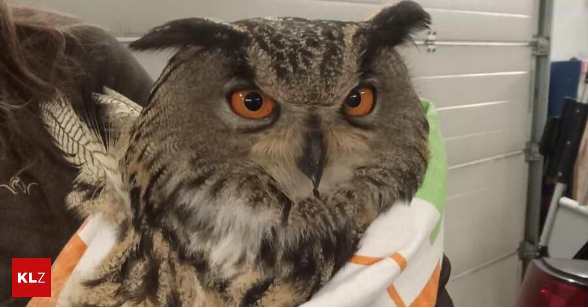 Polizeistreife-rettet-verletzte-Eule-von-Auffahrt-zur-S7