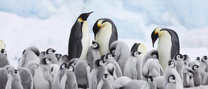 Kaiser-Pinguine sind vom Aussterben bedroht