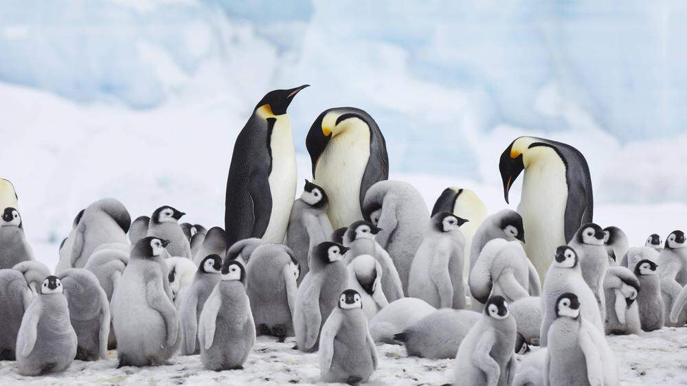 Kaiser-Pinguine sind vom Aussterben bedroht