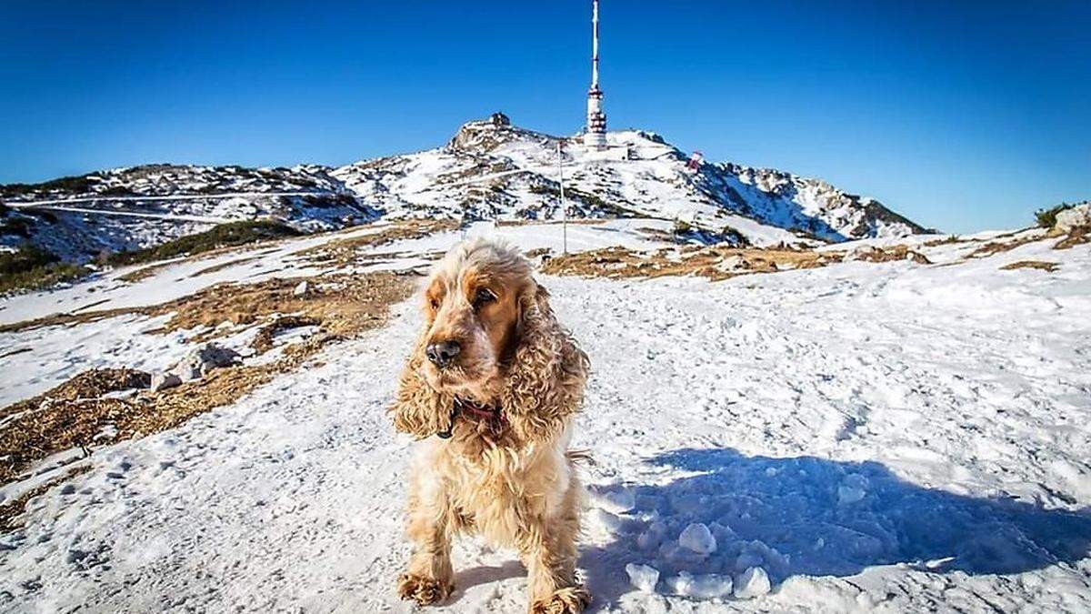 Cockerspaniel Timmy auf dem Dobratsch. Wer hat ihn gesehen?