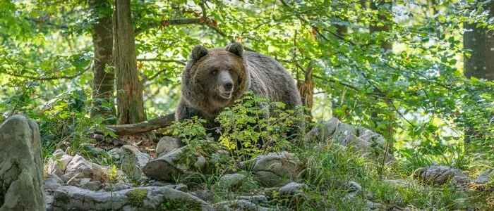 Der letzte Bär im Hochschwabgebiet wurde 2012 gesichtet (Symbolbild)