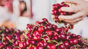 Süß, saftig und tiefrot sind die Kirschen der Region Brda