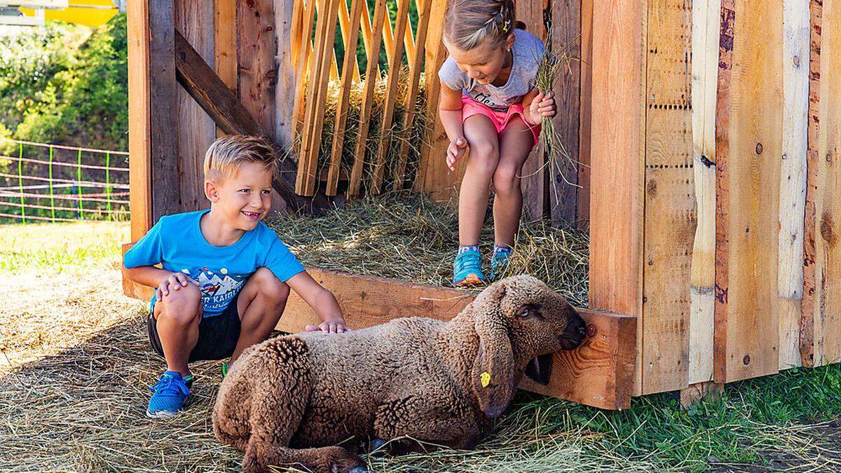 Im Sommer gibt es in der Steiermark viel Tierisches zu entdecken