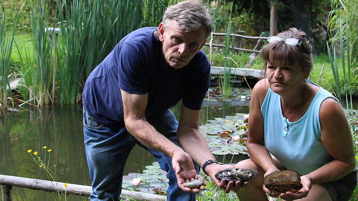 Peter und Romana Rieder holen regelmäßig tote Fische, die sie erst kürzlich einsetzten, aus dem Teich