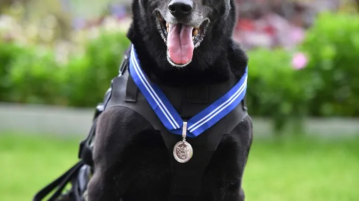 Britische Fernseh-Zuseher haben sich dieser Tage in einen Hund verliebt - aber nicht nur in ihn...