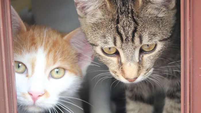 Rund 110 Katzen werden derzeit im Tierheim Franziskus in Rosental an der Kainach versorgt.