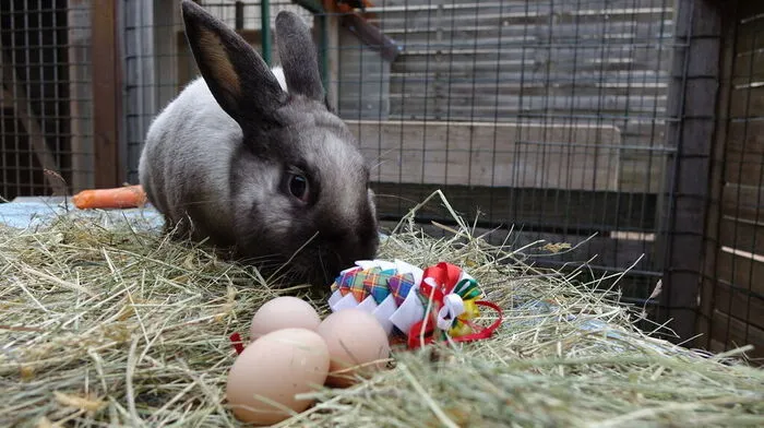  Qualitätskontrolle. Bevor er sich ans Bemalen und Verstecken macht, inspiziert der Osterhase selbstverständlich noch ein letztes Mal die Eier