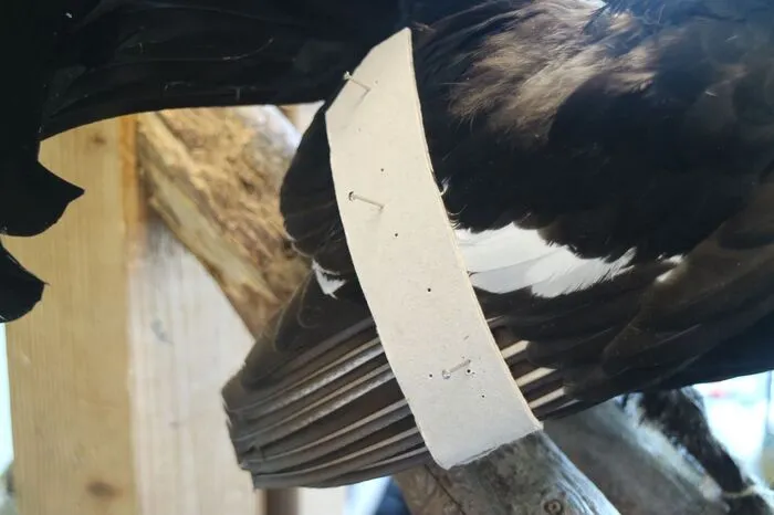 Der Pappstreifen mit Nägeln dient während des Trocknens der Stabilisierung.