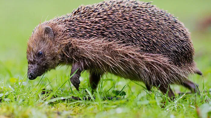 Naturschutzorganisationen und Wissenschafter küren auch in diesem Jahr wieder verschiedene Lebewesen zur "Natur des Jahres 2018", um auf ihre besondere Schutzbedürftigkeit hinzuweisen und unbekannte Arten in das Rampenlicht zu rücken. Zum "Tier des Jahres" ernannte der Naturschutzbund Österreich den Igel. Er ist in der Dämmerung und Nacht aktiv und verschläft die kalte Jahreszeit, für die er sich einen formidablen Fettpolster anfressen muss, um zu überleben. er Igel gilt hierzulande vor allem als gefährdet, weil seine Lebensräume schwinden.