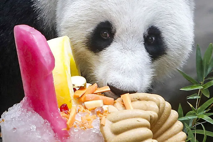 Liang Liang wurde für 10 Jahre von China an Kuala Lumpur verliehen. So wollen beide Parteien das 40-jährige Bestehen diplomatischer Beziehungen feiern.