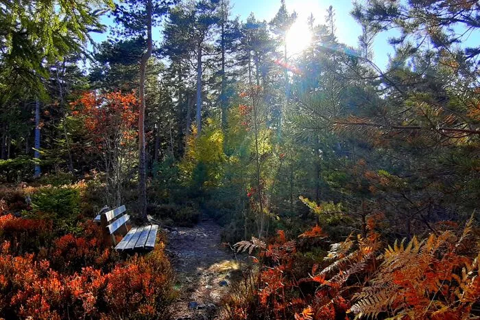 Auf dem Weg zum Drachensitz in Fischbach ist dieses Bild entstanden. "Heidelbeerkraut und Farne legen einen farbenfrohen Teppich in den Wald", schrieb uns Eva Reindl.