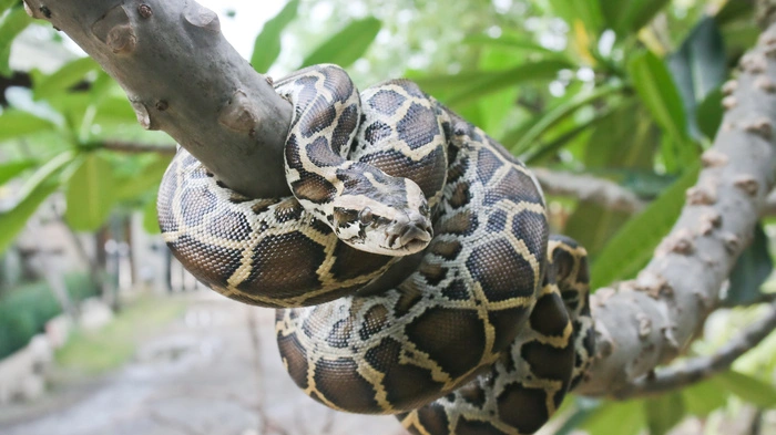 Neuartige Therapie für eine Schlange