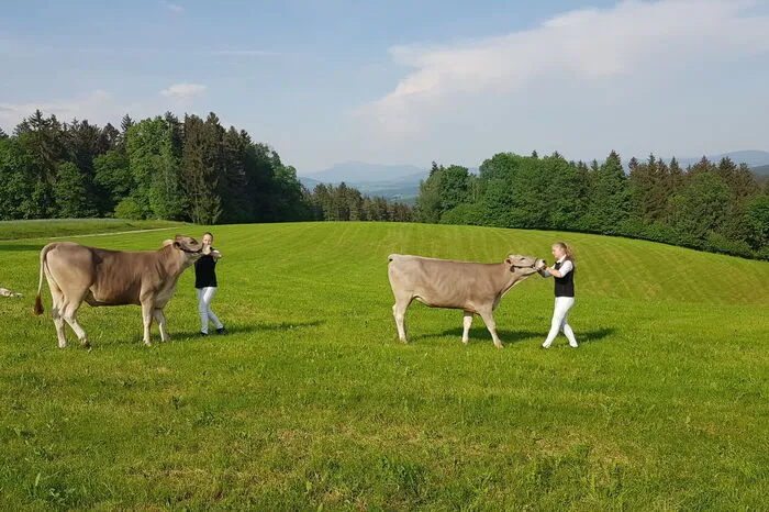 Dafür ist im Vorfeld natürlich einiges an Training mit den Kalbinnen notwendig