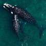 Eine Südkaper-Mutter – eine Art aus der Familie der Glattwale – mit ihren Jungen