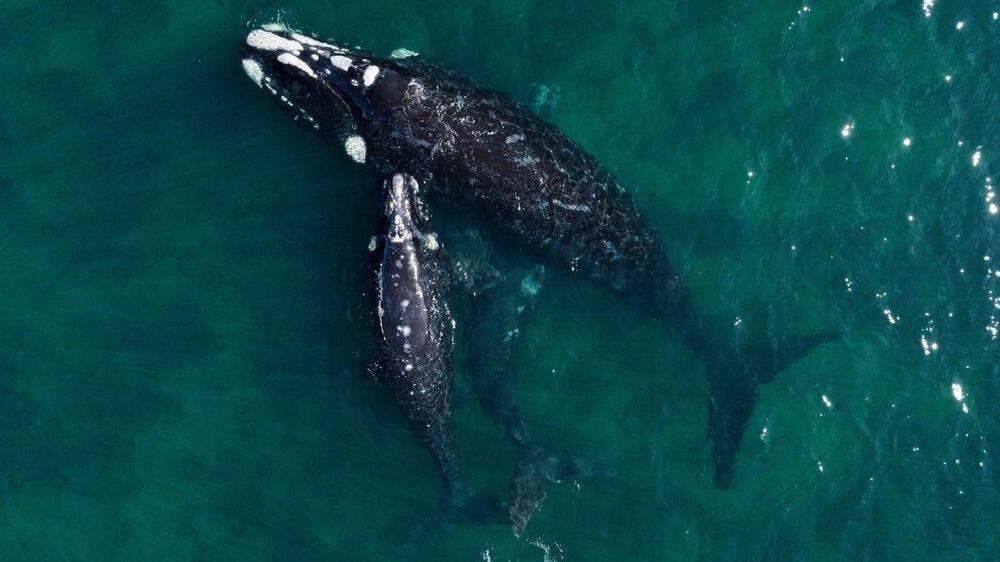 Eine Südkaper-Mutter – eine Art aus der Familie der Glattwale – mit ihren Jungen