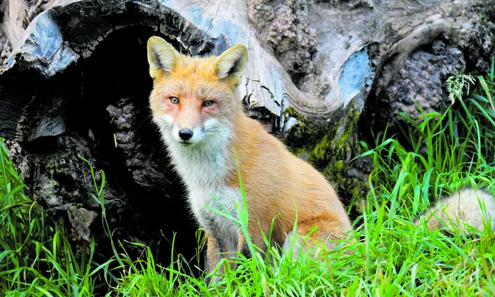 Wilde Tiere – zum Anfassen nahe.