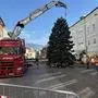 Eine Silberfichte schmückt nun den Villacher Hauptplatz