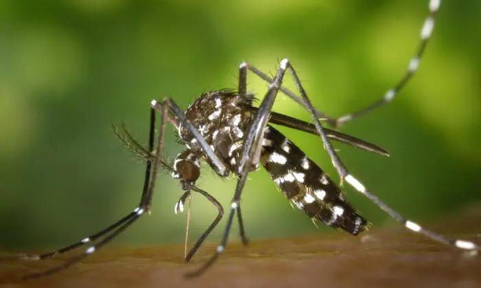 Asiatische Tigermücke
