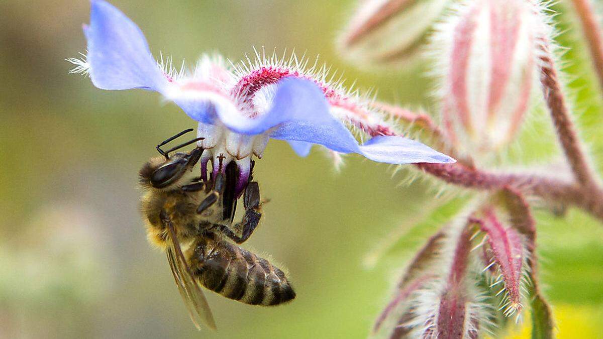 Bienenstiche können für Allergiker gefährlich sein