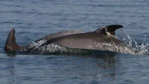 Fischernetz bohrte sich durch Rückenflosse des Jungdelfinweibchens. | Fischernetz bohrte sich durch Rückenflosse des Jungdelfinweibchens.