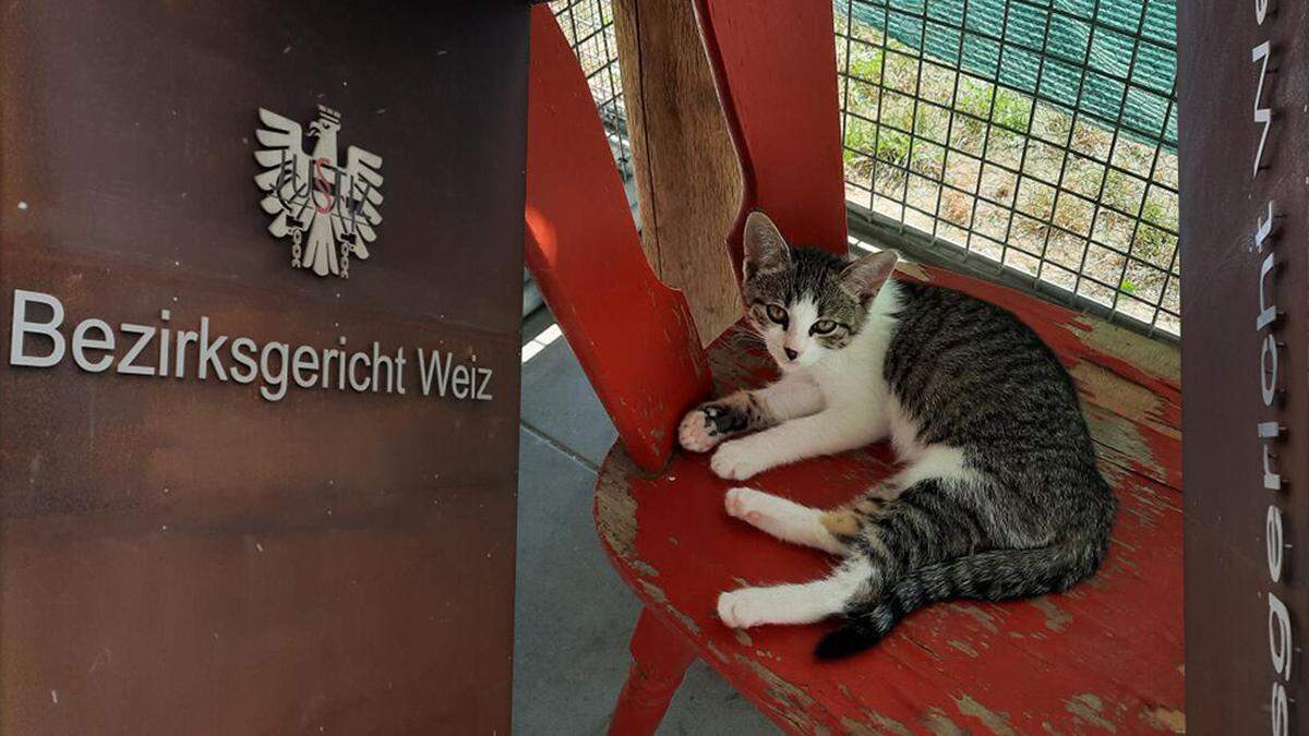 Der Angeklagte soll die Katze seiner Lebensgefährtin bedroht haben