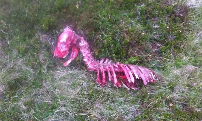 Vom gerissenen Kalb blieben nur noch Knochen übrig