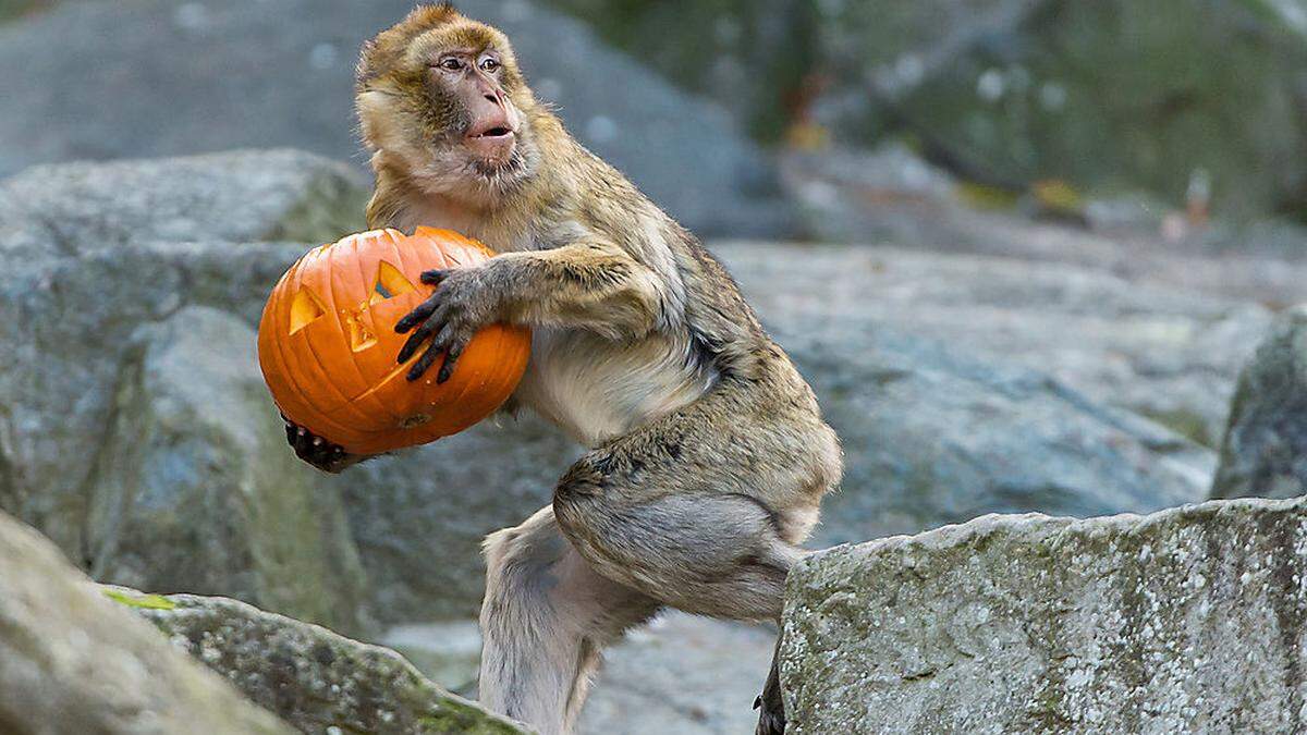 Ein Berberaffe (hier ein Bild aus dem Tiergarten Schönbrunn beim jährlichen Kürbisfressen zu Halloween)