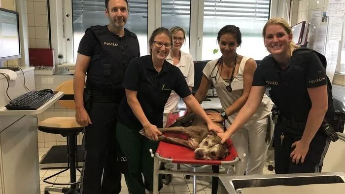 Polizisten retteten Hund aus überhitztem Auto in Wien 