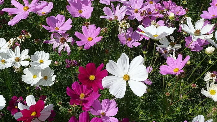 Die 29-Jährige versorgte gerade die Blumenbeete, als sie angefahren wurde