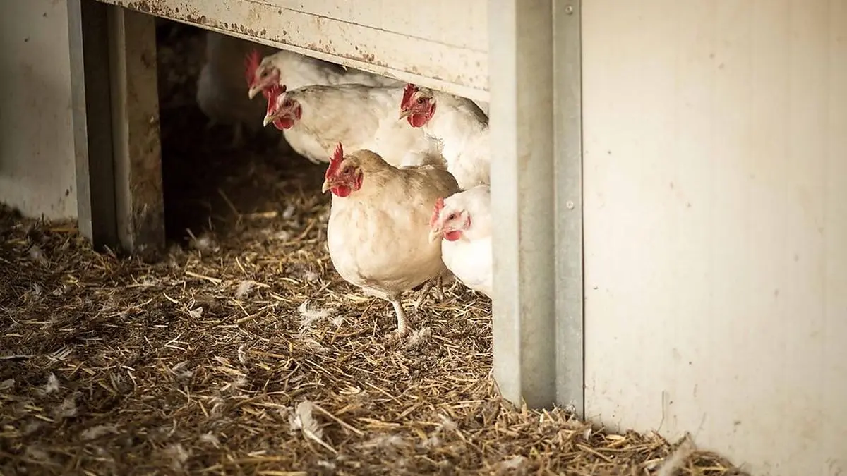 10.04.2014 Toni's Freilandeier