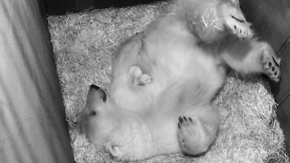 Eisbären-Mama Nora - das Kleine liegt auf ihrer Brust