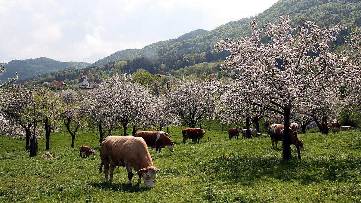 Streuobstwiesen findet man beispielsweise im Granitztal