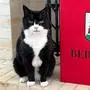 Neuer Arbeitsplatz im fortgeschrittenen Alter: Palmerston auf den Bermudas