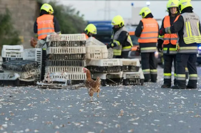 Ein Geflügeltransporter war verunglückt, tausende Hühner landeten auf der Fahrbahn.