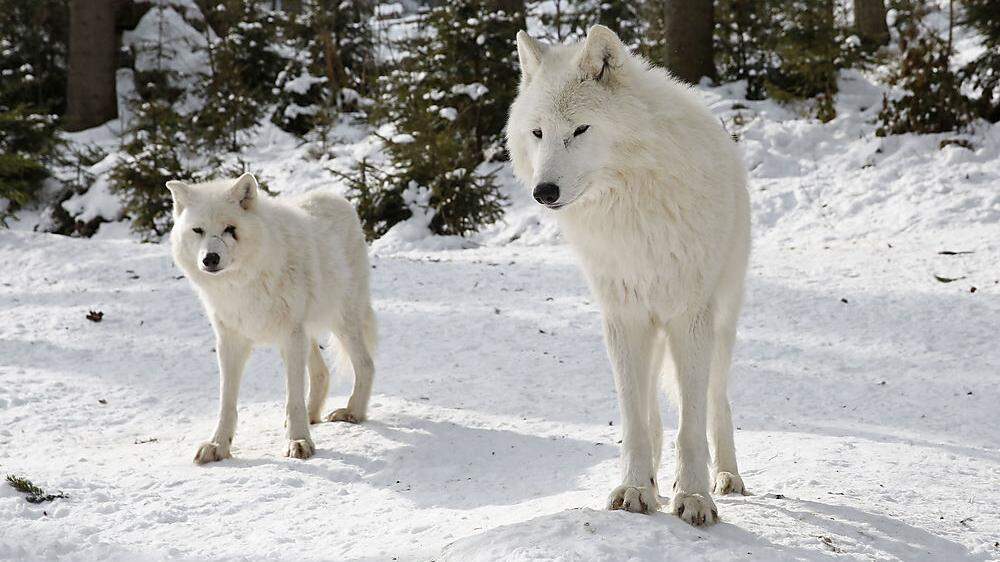 Die Wölfe nehmen die klirrende Kälte am „Wilden Berg“ in Mautern gelassen hin