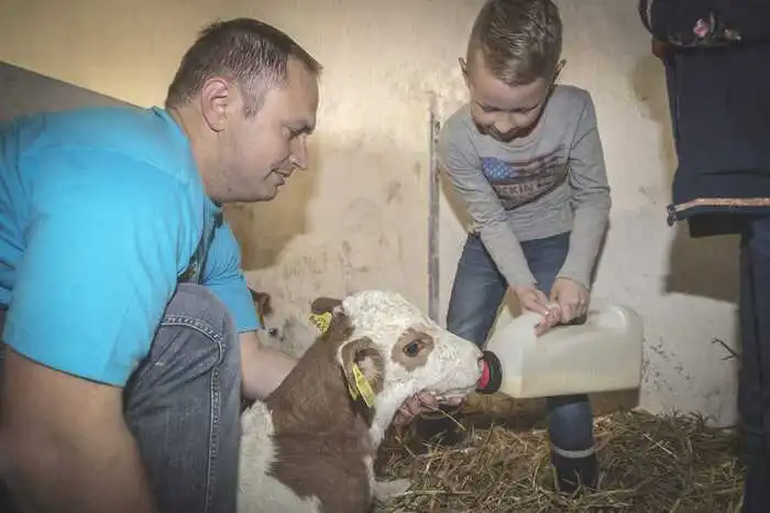 Ein Kälbchen wird gefüttert