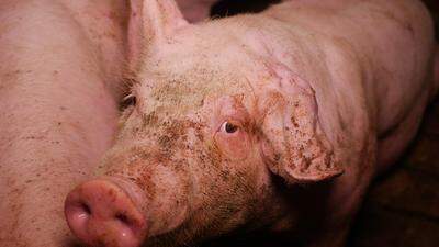 Der VgT veröffentliche diese Woche Bilder aus einem steirischen Schweinemaststall, die für Empörung sorgten
