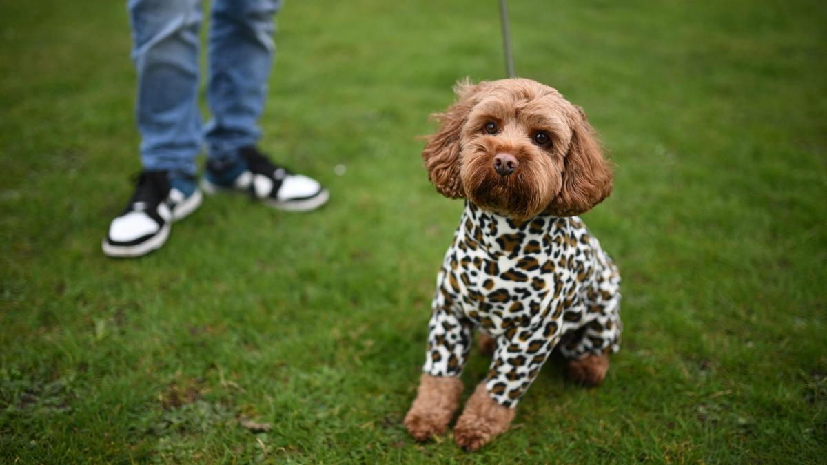 Ein Cavapoo (Mischling aus Cavalier King Charles Spaniel und Zwergpudel)