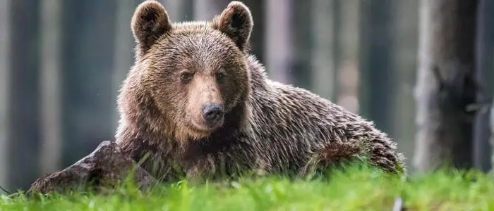 In Tirol gab es zuletzt einige Vorfälle mit Bären. Daher will man mit Gummi auf Bären schießen