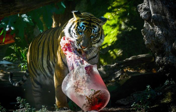 Der Tiger im römischen Zorr freut sich über gefrorenes Fleisch