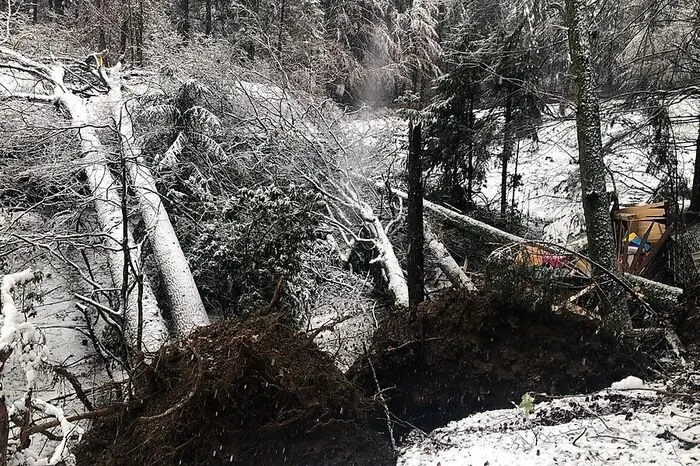 In Gratwein-Straßengel hielten Bäume der Schneelast nicht mehr stand