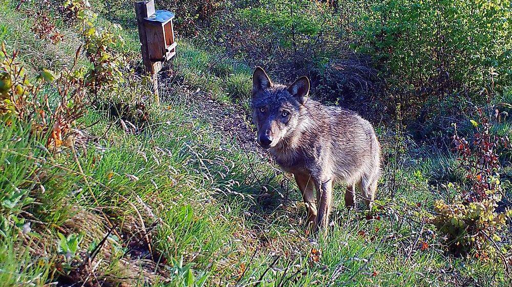 Der Wolf wurde in Eisenbach-Rein gesichtet