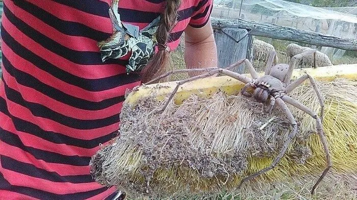 Charlotte war eine war eine "wunderschöne, ruhige Spinne"