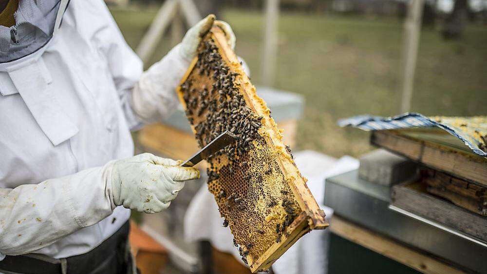 3315 Carnica-Imker gehören dem Landesverband für Bienenzucht in Kärnten an