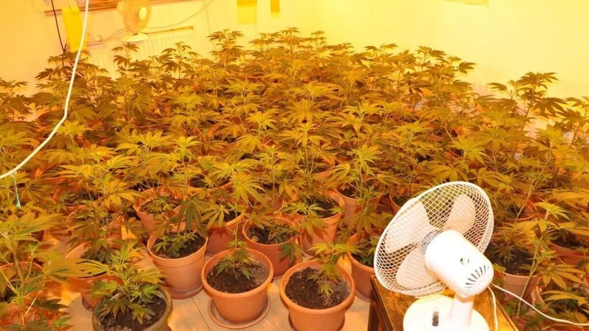 Ein Osttiroler züchtete mehrere Cannabispflanzen in Blumentöpfen in seiner Wohnung